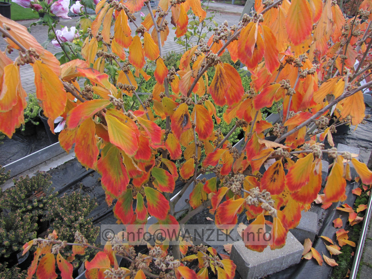 Hamamelis Barmstedt Gold - Herbstfaerbung.JPG